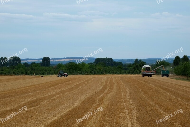 Harvest Agriculture Field Cereals Field Crops