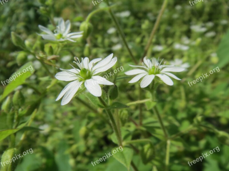 Myosoton Aquaticum Giant Chickweed Water Chickweed Wildflower Flora