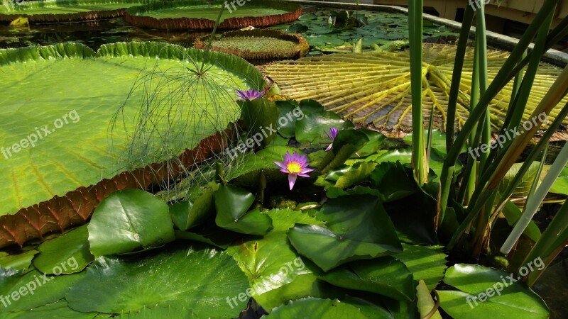 Giant Water Lily Flower Jardin Des Plantes Budapest Free Photos