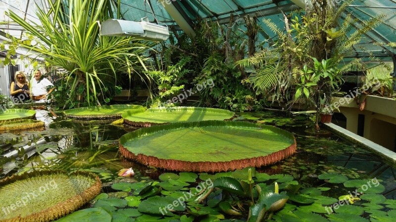 Flower Giant Water Lily Jardin Des Plantes Budapest Free Photos