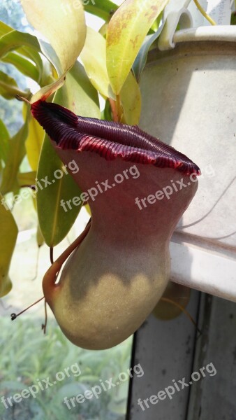 Nepenthes Jardin Des Plantes Budapest Pitcher Free Photos