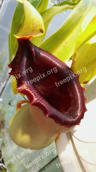 Nepenthes Jardin Des Plantes Budapest Pitcher Free Photos