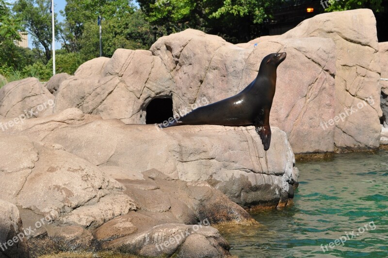 Fur Seal Zoo Seal Nature Training