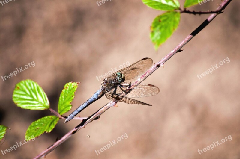 Dragonfly Nature Insect Insects Dragonflies