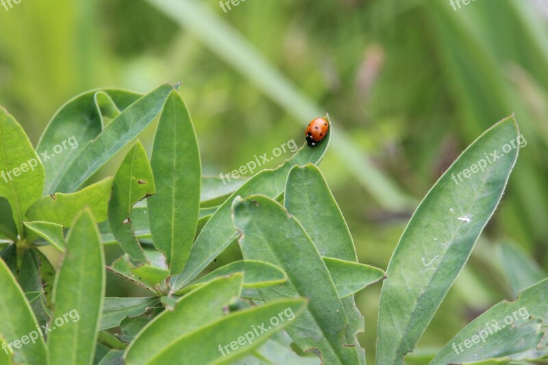 Ladybug Plant Nature Beetle Insect