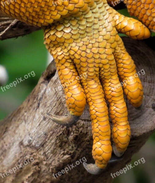 Iguana Talon Dragon Lizard Close Up