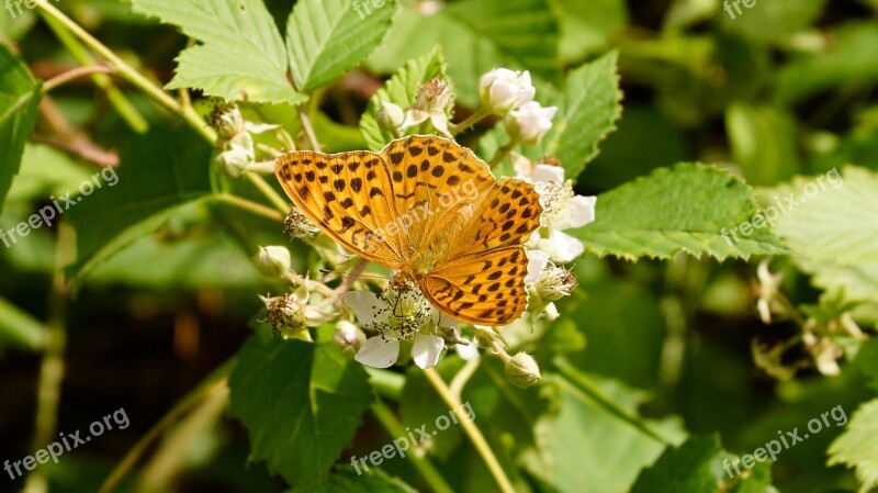 Butterfly Orange Silver-washed Fritillary Argynnis Paphia Female