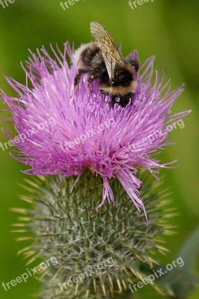 Bee Thistle Flower Nature Pollen