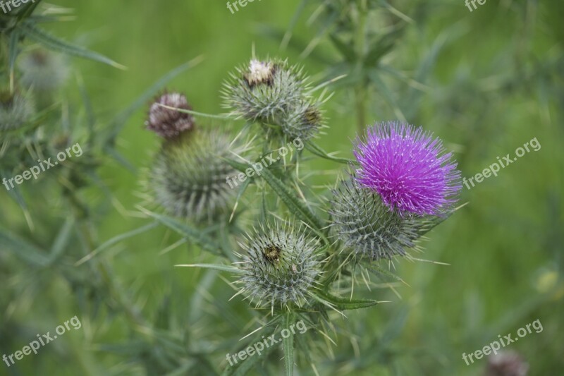 Thistle Head Purple Thorn Wild