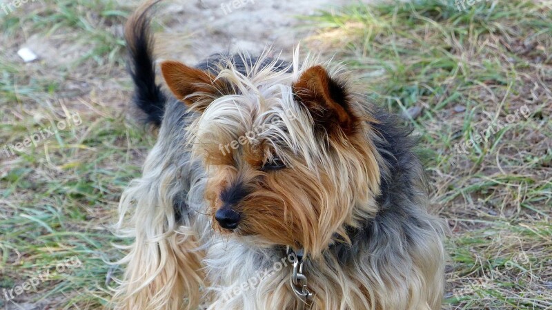 Dog Head Animals Domestic Animal Portrait