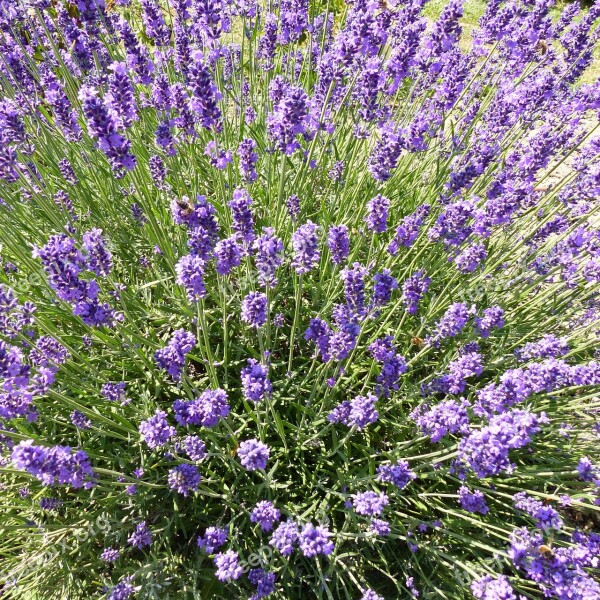 Flower Flora Nature Lavender Purple