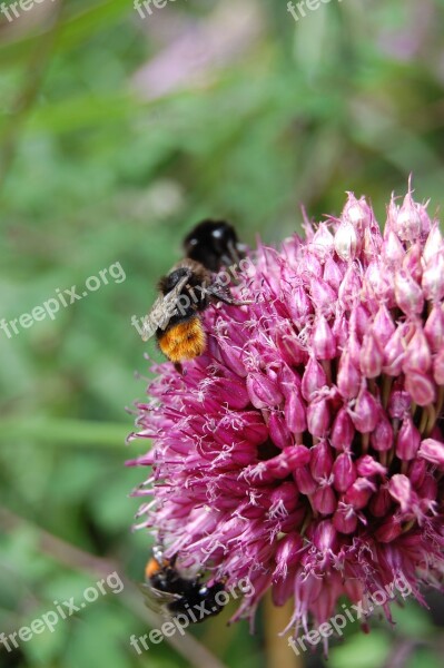 Bee Bumblebee Bug Nature Close Up