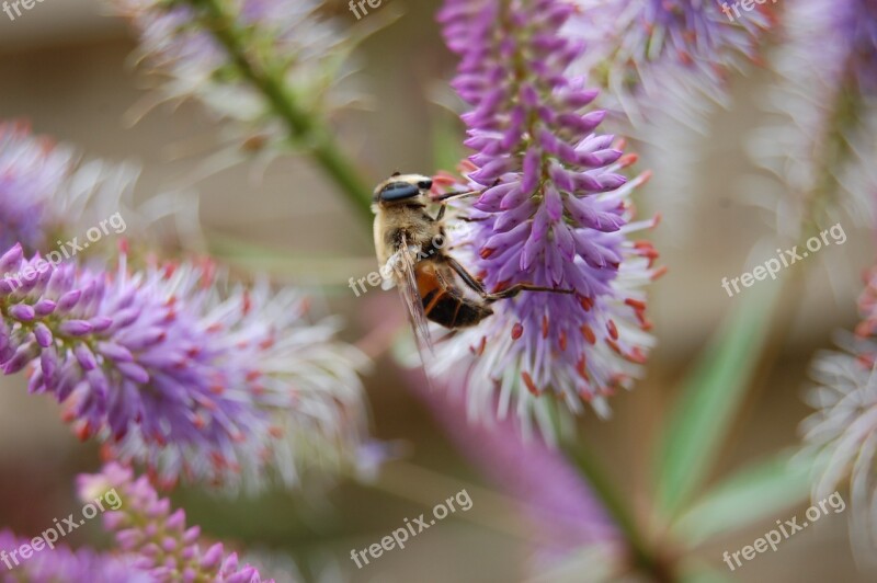 Bee Bumblebee Bug Nature Close Up