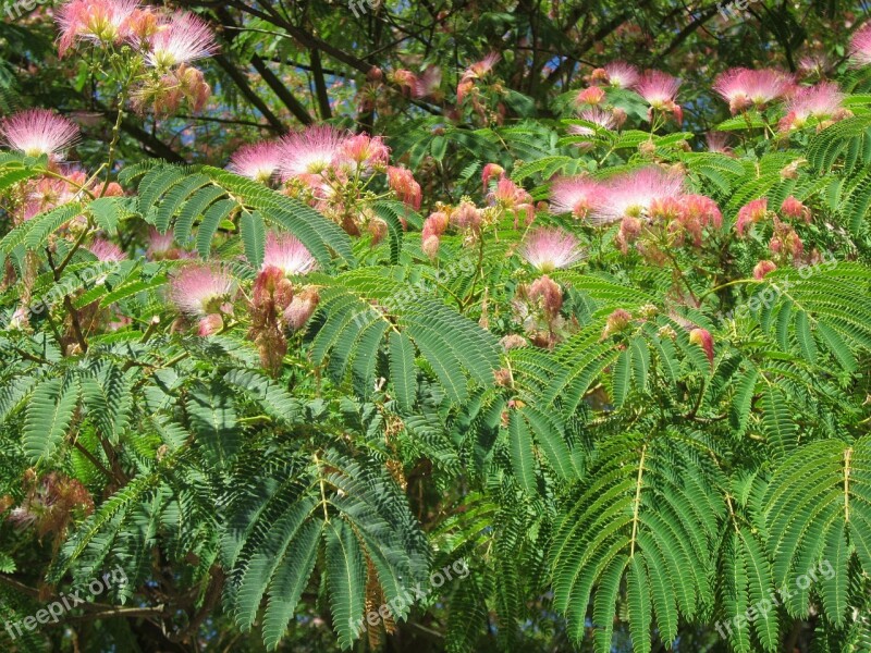 Albizia Julibrissin Persian Silk Tree Pink Silk Tree Tree Silk Tree