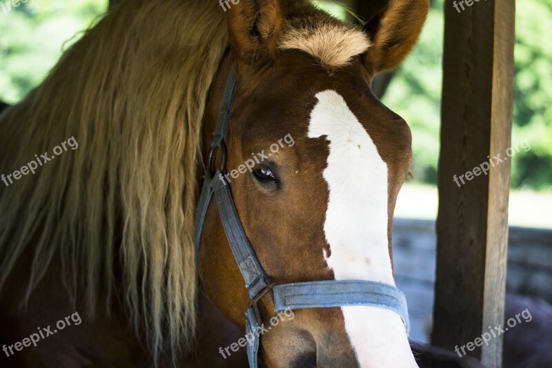 Horse Stable Animal Farm Mane