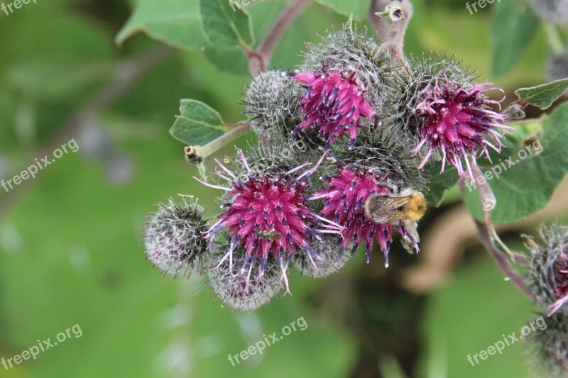 Hummel Plant Animal World Insect Macro Flora