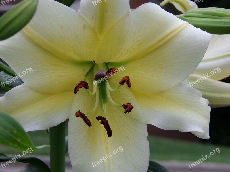 Asiatic Lily Lily Flower Asiatic Lilium