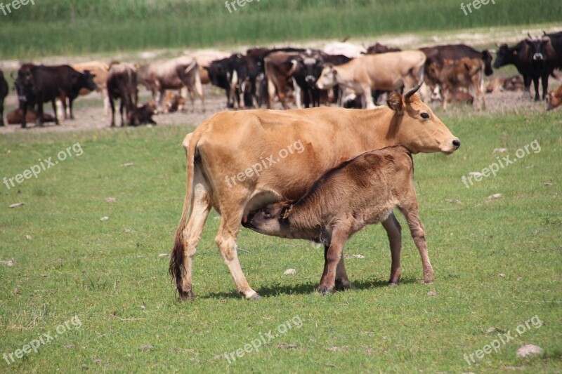 Cow Nature Animal Calf Free Photos