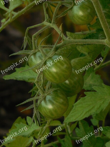 Unripe Tomatoes Tomato Green Vegetable