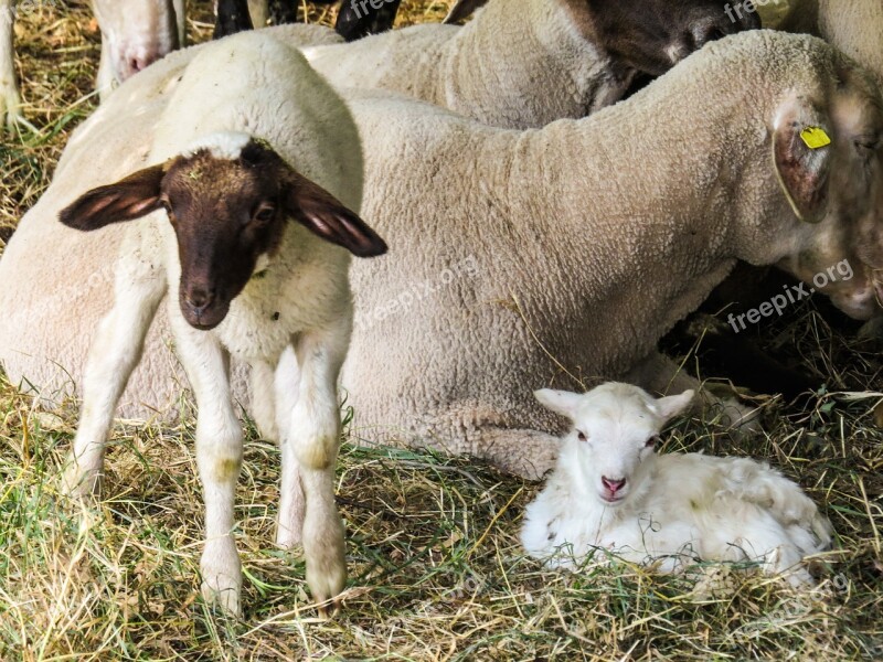 Sheep Lamb Young Birth Wool