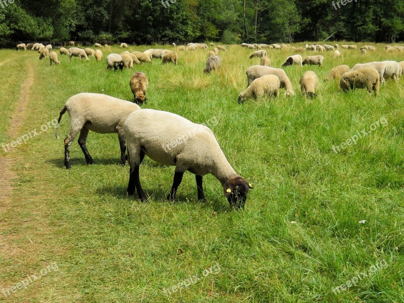 Sheep Flock Flock Of Sheep Wool Pasture