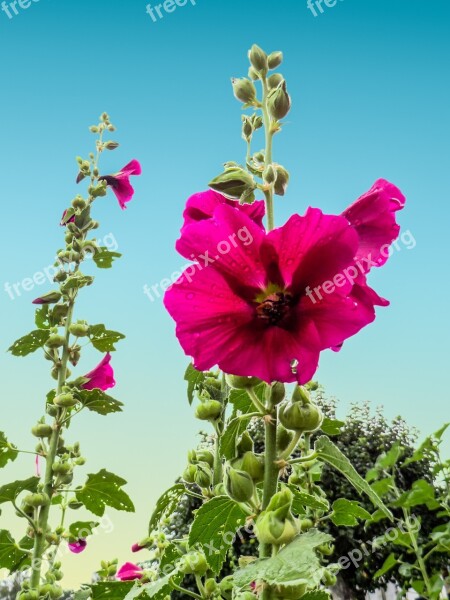 Summer Stock Rose Blossom Bloom Garden