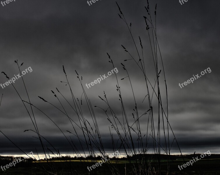 Weed Plain Grey Sky Stormy Twilight