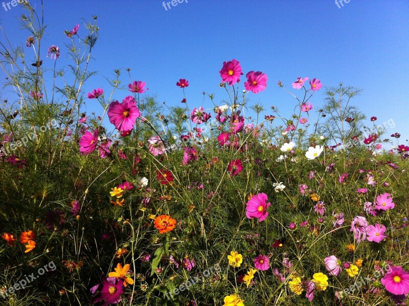 Flowers Summer Summer Flowers Cosmos Free Photos