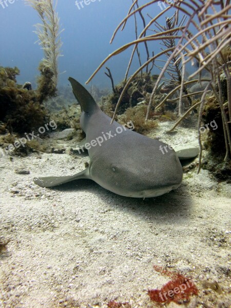 Hai Sea Underwater Water Fish