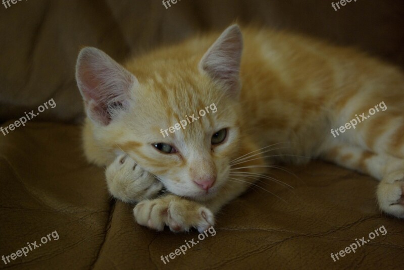 Kitten Nap Cute Ginger Free Photos