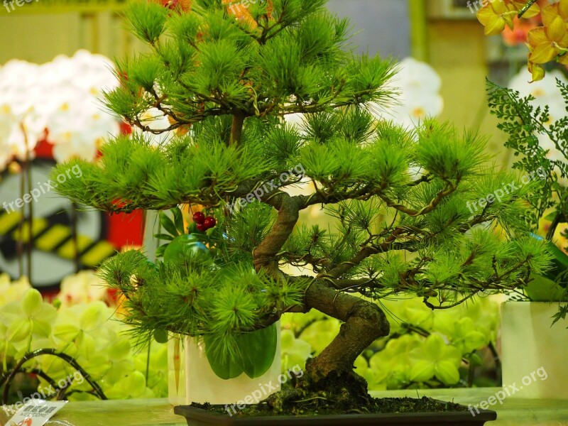 Pine Potted Plants Taipei The Flower Market Free Photos