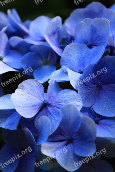 Beautiful Blue Flowers Hydrangea Comfort