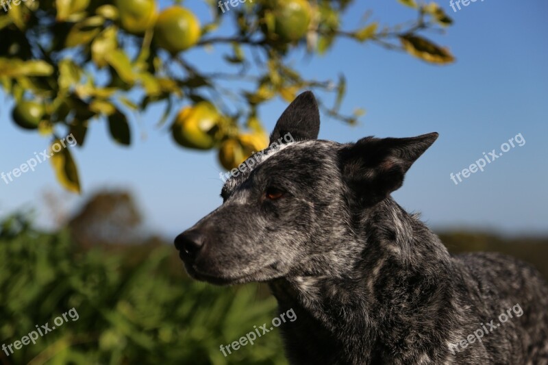 Jack Dog Australian Stumpy Tail Pet Free Photos