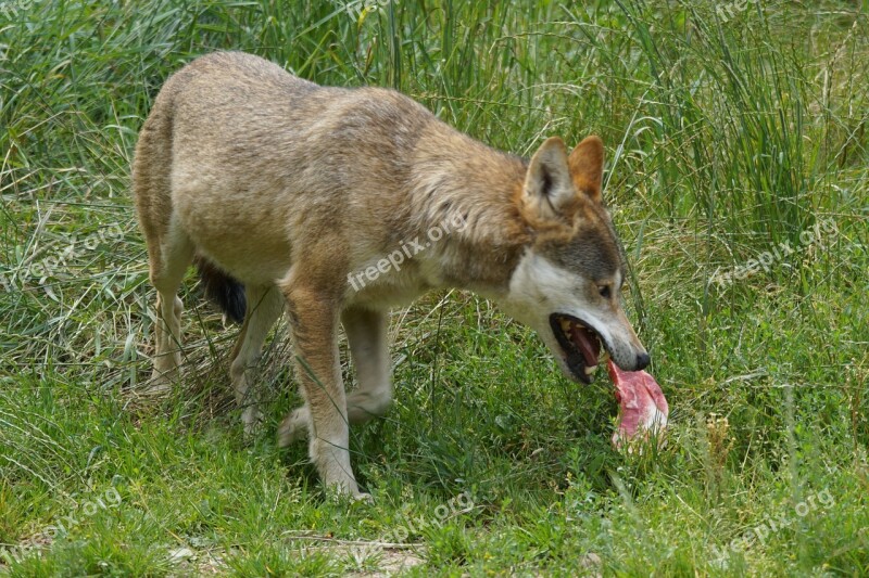 Wolf Food Free Photos