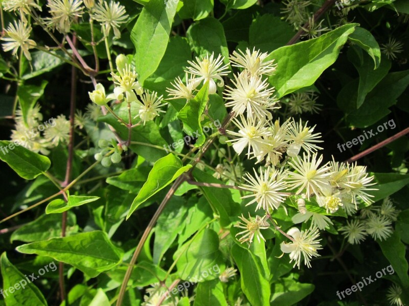 Clematis Vitalba Old Man's Beard Traveller's Joy Wildflower Creeper