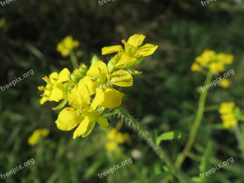 Sisymbrium Loeselii Small Tumbleweed Mustard Tall Hedge Mustard False London Rocket Wildflower