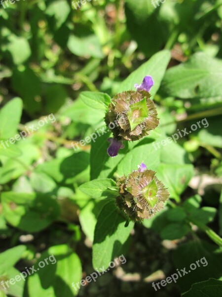 Prunella Vulgaris Common Self-heal Heal-all Wildflower Inflorescence