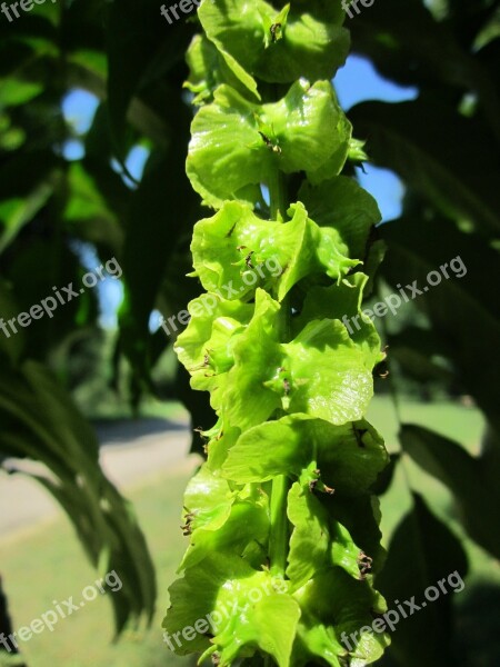 Pterocarya Fraxinifolia Caucasian Wingnut Caucasian Waln Tree Fruit