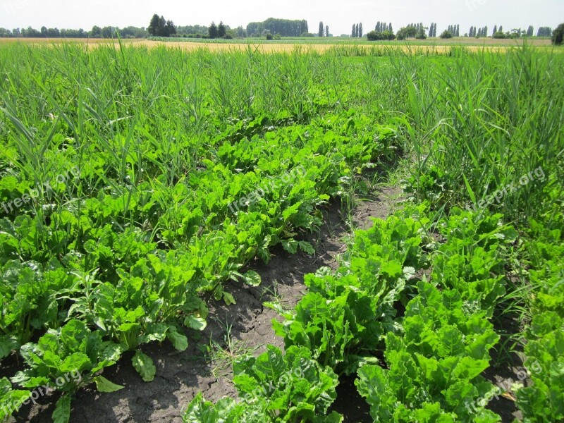 Sugar Beets Field Crop Agriculture Farming