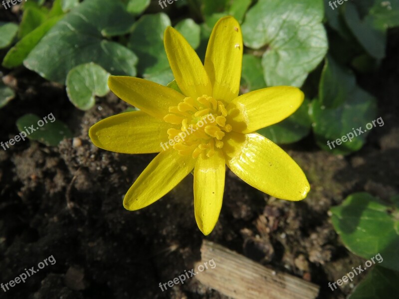 Ficaria Verna Lesser Celandine Ranunculus Ficaria Wildflower Flora