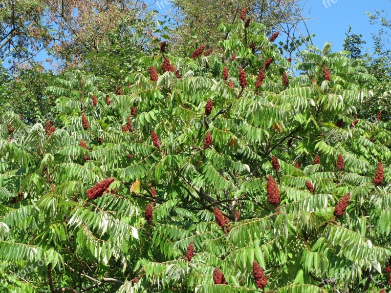 Rhus Typhina Staghorn Sumac Stag's Horn Sumac Shrub Tree