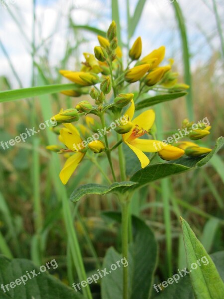 Lysimachia Vulgaris Garden Loosestrife Yellow Loosestrife Garden Yellow Loosestrife Wildflower