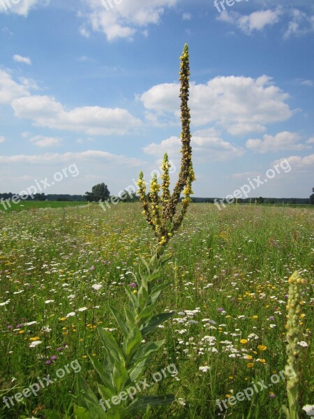 Verbascum Thapsus Great Mullein Common Mullein Wildflower Flora