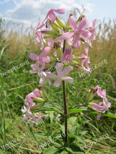 Saponaria Officinalis Common Soapwort Bouncing-bet Crow Soap Wild Sweet William