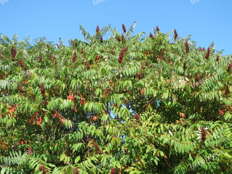 Rhus Typhina Staghorn Sumac Stag's Horn Sumac Shrub Tree