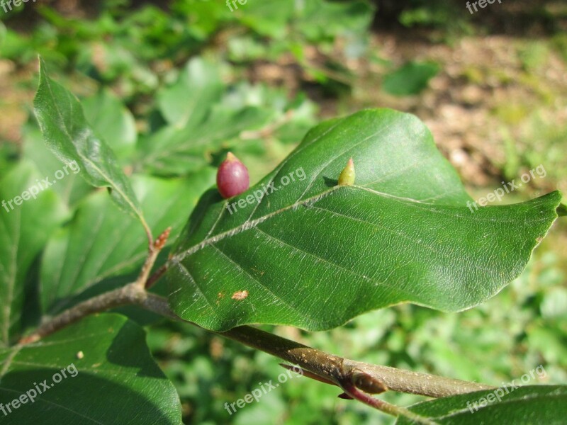 Fagus Sylvatica European Beech Common Beech Leaves Macro