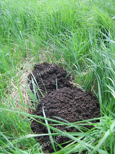 Molehill Talpa Europaea European Mole Common Mole Northern Mole