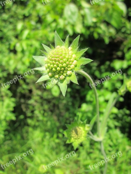 Scabiosa Columbaria Wildflower Flora Botany Plant