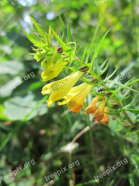 Melampyrum Pratense Common Cow-wheat Wildflower Inflorescence Blossom