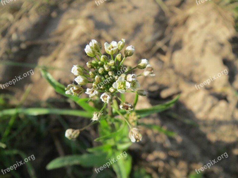 Capsella Bursa-pastoris Shepherd's-purse Wildflower Flora Blossom